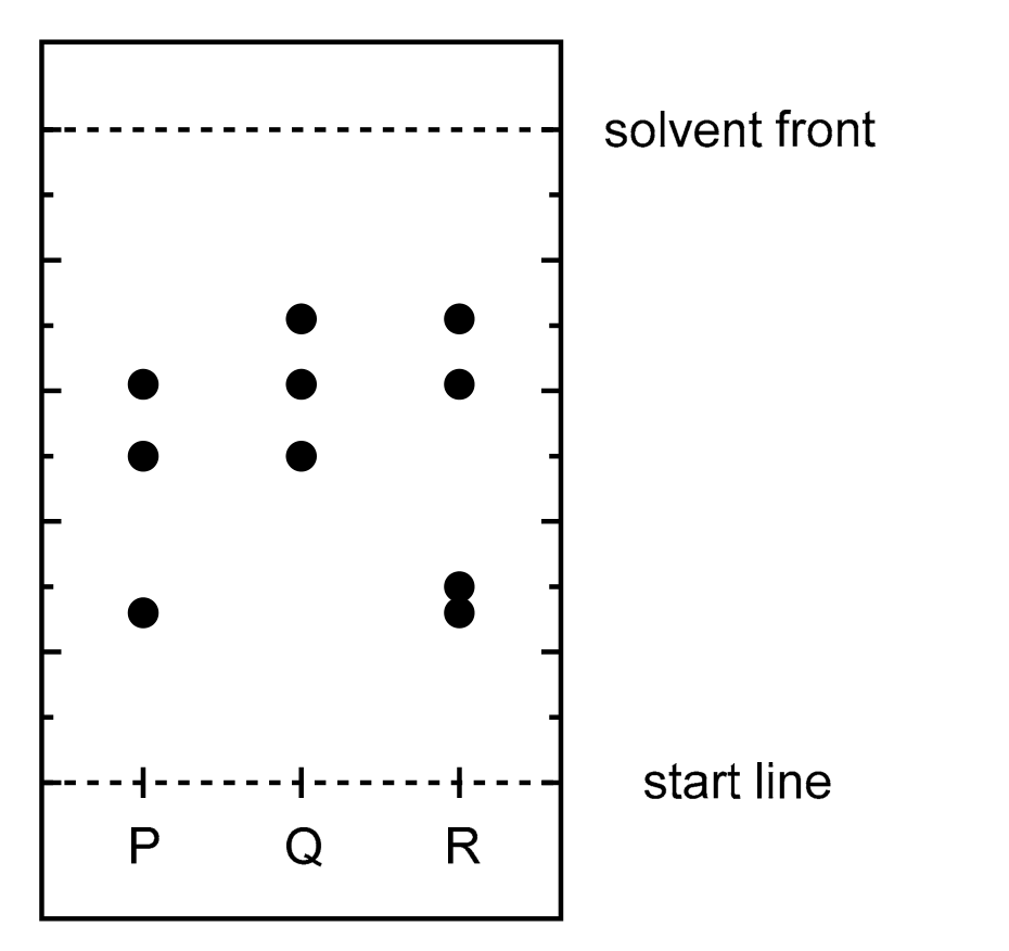 Outline of a rectangular chromatography paper. A dashed horizontal line near the top is labelled solvent front and a dashed horizontal line near the bottom is labelled start line; three small crosses on the start line are labelled P, Q and R from left to right. Short unlabelled tick marks run up both vertical edges. Above P are three spots, at roughly 0.6 and 0.5 of the way from the start line to the solvent front and a lower one at roughly 0.26. Above Q are three spots at roughly 0.7, 0.6 and 0.5. Above R are two spots at roughly 0.7 and 0.6 and a pair of touching spots at roughly 0.3 and 0.26.