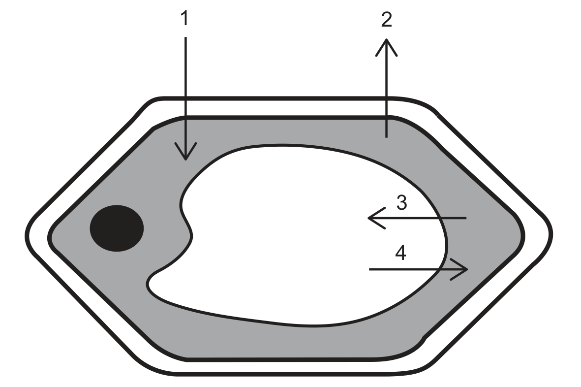 A plant cell drawn as an elongated hexagon with a cell wall, a cell membrane, grey cytoplasm containing a black nucleus on the left and a large white central vacuole. Four arrows are numbered: arrow 1 points downwards from outside the cell into the cytoplasm; arrow 2 points upwards from the cytoplasm out of the cell; arrow 3 points left from the cytoplasm into the vacuole; arrow 4 points right from the vacuole into the cytoplasm.