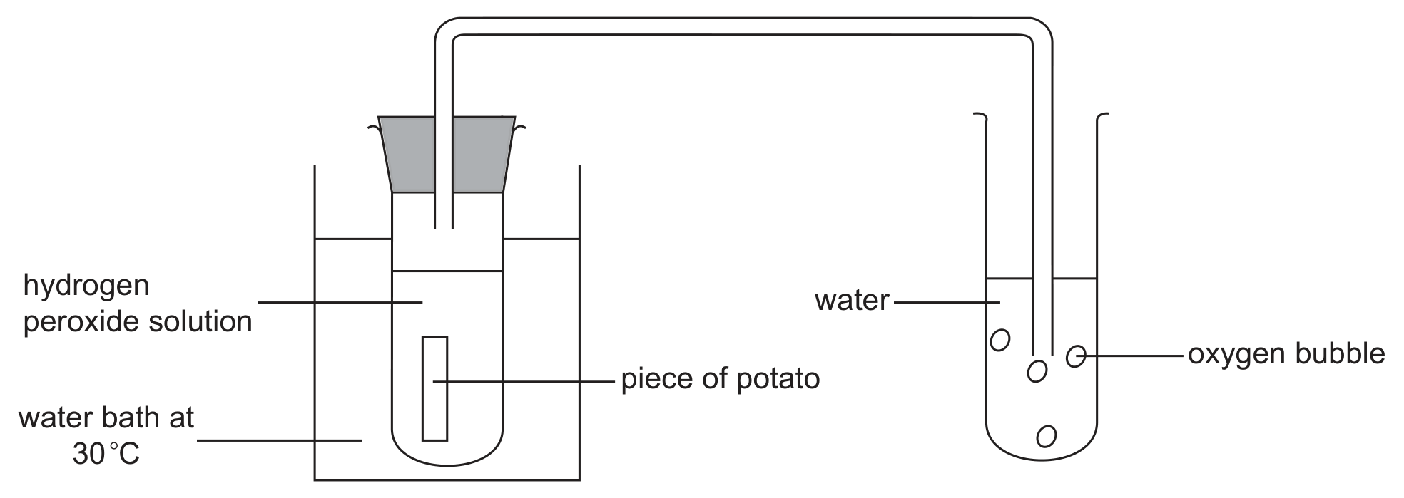 A test tube containing hydrogen peroxide solution and a piece of potato, closed with a bung, standing in a beaker of water labelled water bath at 30 degrees C. A delivery tube leads from the bung across to a second beaker of water, where it opens under an inverted tube and oxygen bubbles are collected.