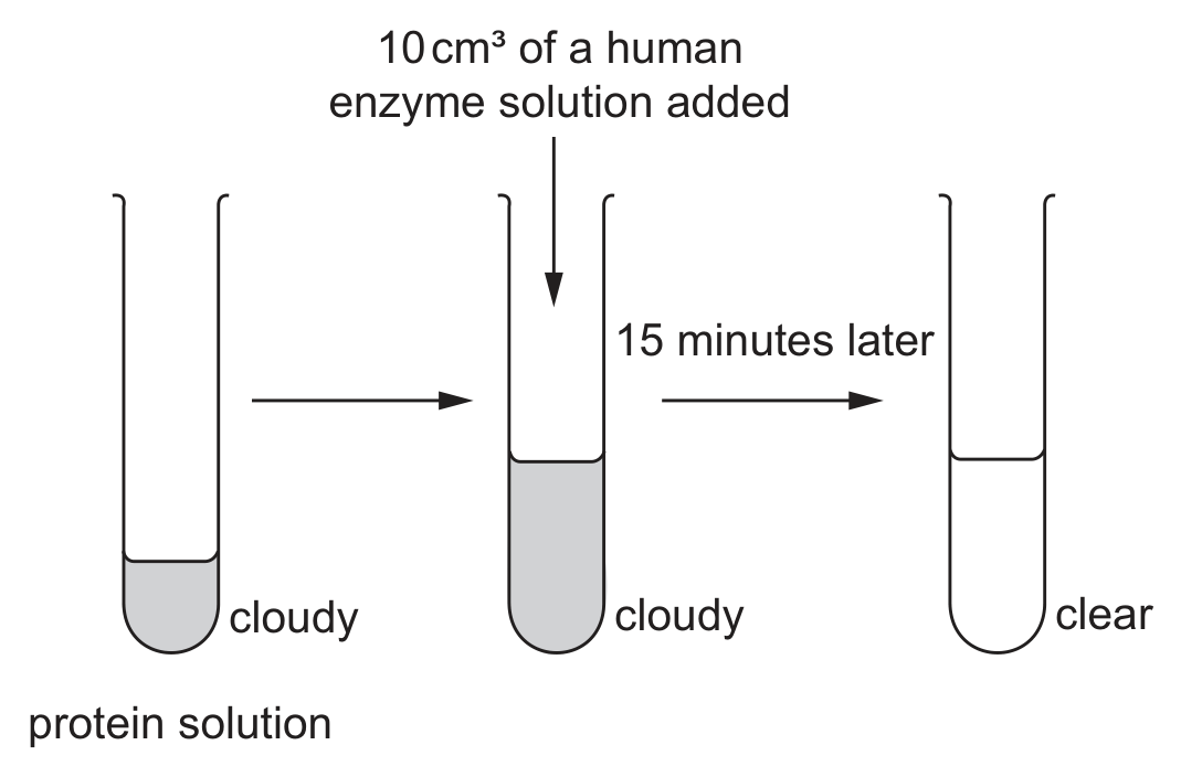 Three test tubes drawn from left to right. The first contains a small volume of cloudy protein solution. An arrow leads to the second tube, into which 10 cubic centimetres of a human enzyme solution is added from above; its contents are larger in volume and still cloudy. An arrow labelled 15 minutes later leads to the third tube, whose contents are clear.