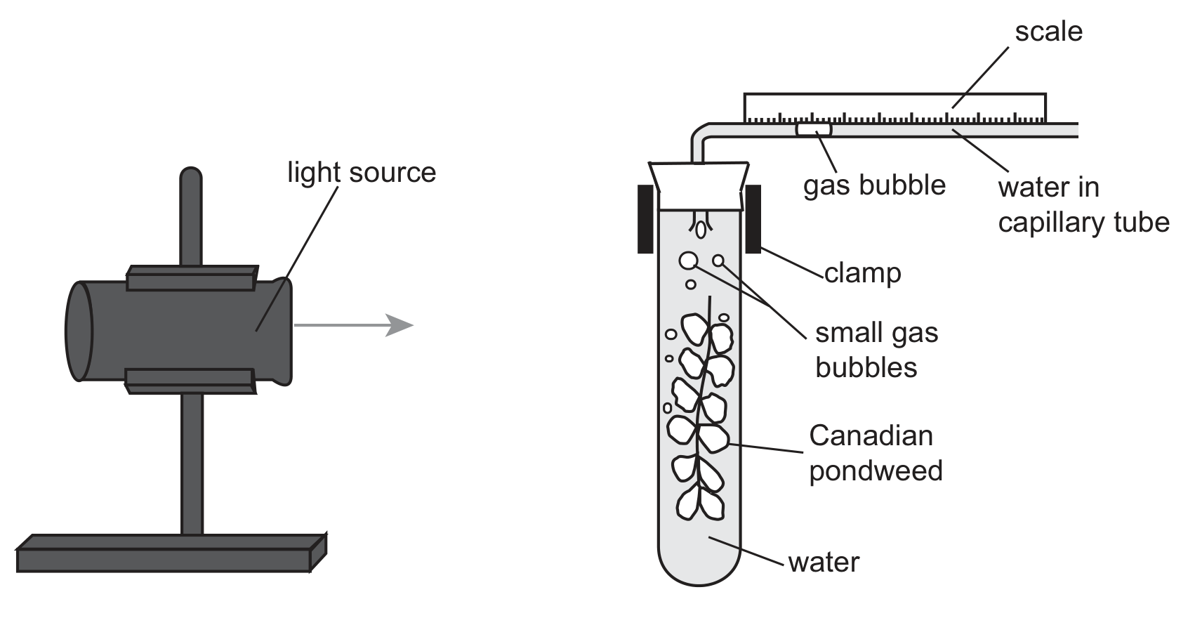 A lamp on a stand, labelled light source, shines towards a test tube of water held in a clamp and containing Canadian pondweed from which small gas bubbles rise. A capillary tube fitted to the top of the test tube bends to the right and runs along a scale; a single gas bubble sits in the water inside the capillary tube.