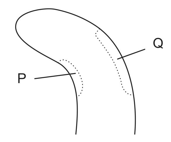 The tip of a plant shoot drawn as a tube that curves over to the left. Two regions are outlined with dotted lines: P on the inner, concave side of the bend and Q on the outer, convex side.