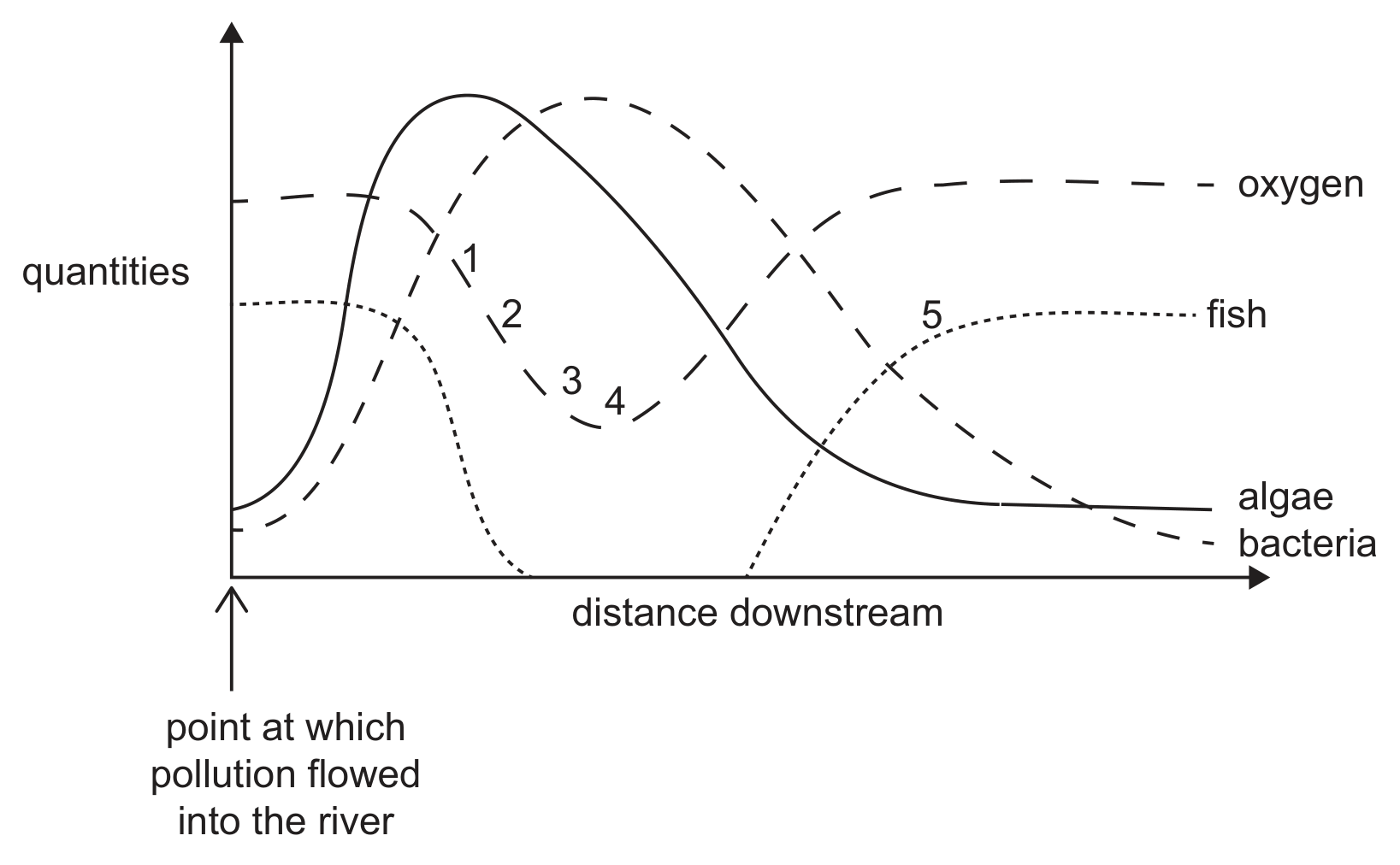 A graph of quantities (y-axis, unnumbered) against distance downstream (x-axis), with an arrow marking the point at which pollution flowed into the river at the left. Four curves are drawn: oxygen (long dashes) starts high, falls after the pollution point through the labelled points 1, 2 and 3 to a minimum near point 4, then recovers to a high plateau; bacteria (short dashes) rise from a low value to a peak and then fall away to a low value at the right; algae (solid line) rise sharply to an earlier peak and then fall back to a low level; fish (dotted) start at a moderate level, drop to zero shortly after the pollution point and return further downstream, rising through point 5 to a plateau.