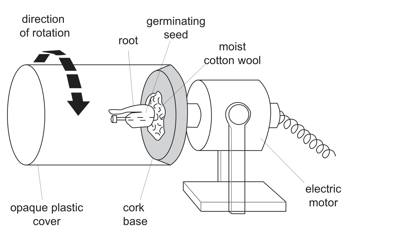 A clinostat drawn from the side: an electric motor on a stand turns a horizontal shaft carrying a disc of cork (cork base) on which moist cotton wool holds a germinating seed whose root points horizontally to the left; a transparent-looking cylinder labelled opaque plastic cover encloses the seedling, and a curved arrow shows the direction of rotation about the horizontal axis.