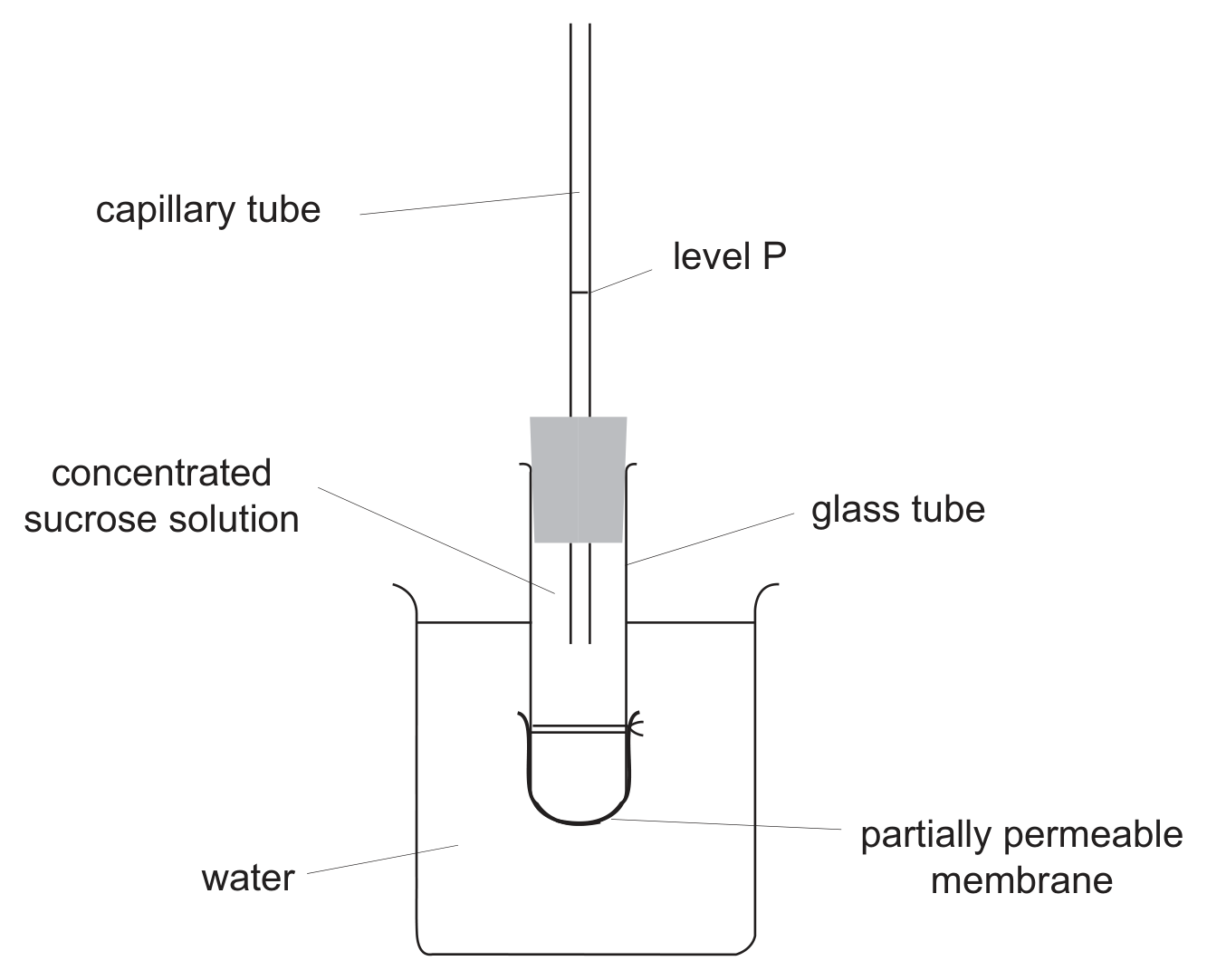 A beaker of water in which stands a glass tube closed at the bottom by a partially permeable membrane tied on with thread. The tube contains concentrated sucrose solution and is closed at the top by a bung through which a long capillary tube rises; the solution stands in the capillary tube at a mark labelled level P.