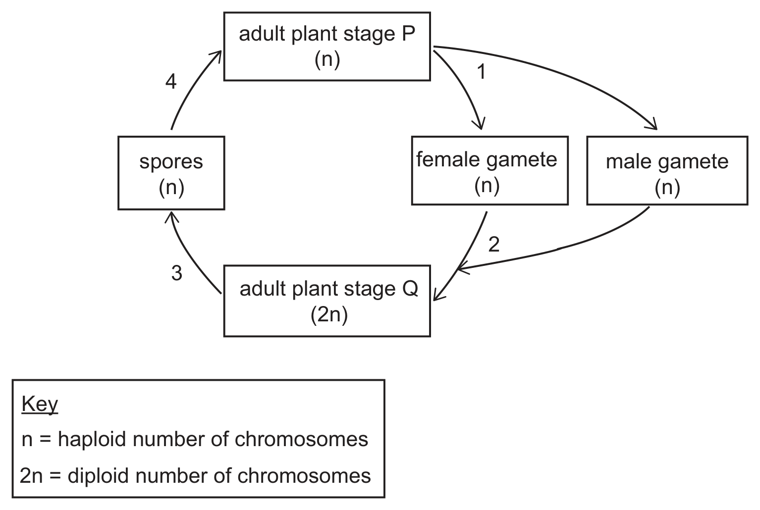 A cycle of boxes joined by numbered arrows. Adult plant stage P (n) at the top gives, by arrow 1, a female gamete (n) and a male gamete (n) on the right; both gametes lead by arrow 2 to adult plant stage Q (2n) at the bottom; arrow 3 leads from stage Q to spores (n) on the left; arrow 4 leads from the spores back to stage P. A key states that n is the haploid number of chromosomes and 2n the diploid number.