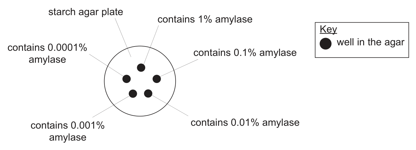 A circle labelled starch agar plate containing five small black dots, each labelled with the amylase concentration in its well: 1% at the top, 0.1% at the right, 0.01% at the lower right, 0.001% at the lower left and 0.0001% at the left. A key states that a black dot is a well in the agar.