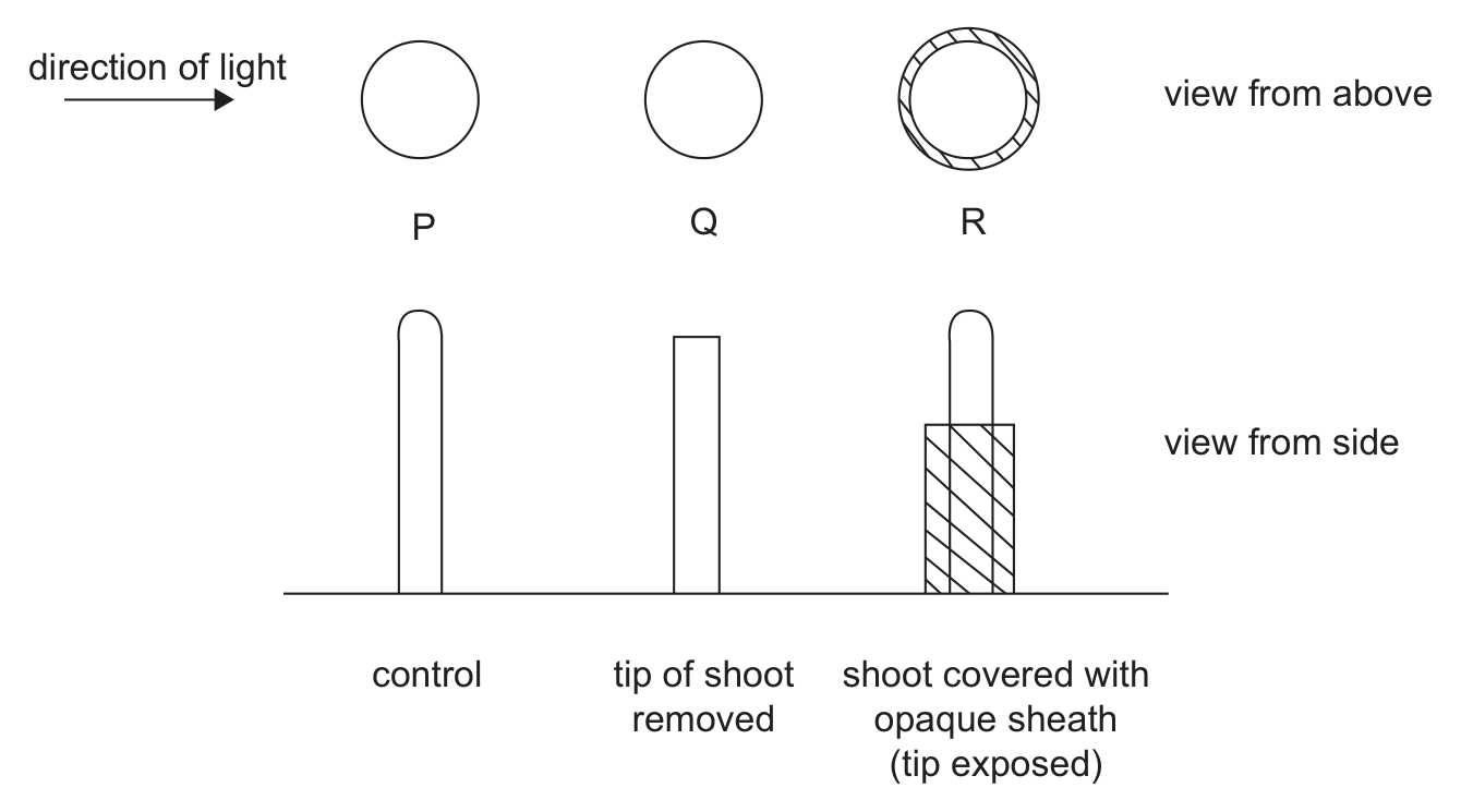 Three shoots P, Q and R drawn from above (three circles, the third with a hatched ring around it) and from the side, with an arrow labelled direction of light pointing towards them from the left. P is a whole shoot with a rounded tip, labelled control; Q has a flat top, labelled tip of shoot removed; R has its lower part covered by a hatched sleeve with the rounded tip showing above it, labelled shoot covered with opaque sheath (tip exposed).