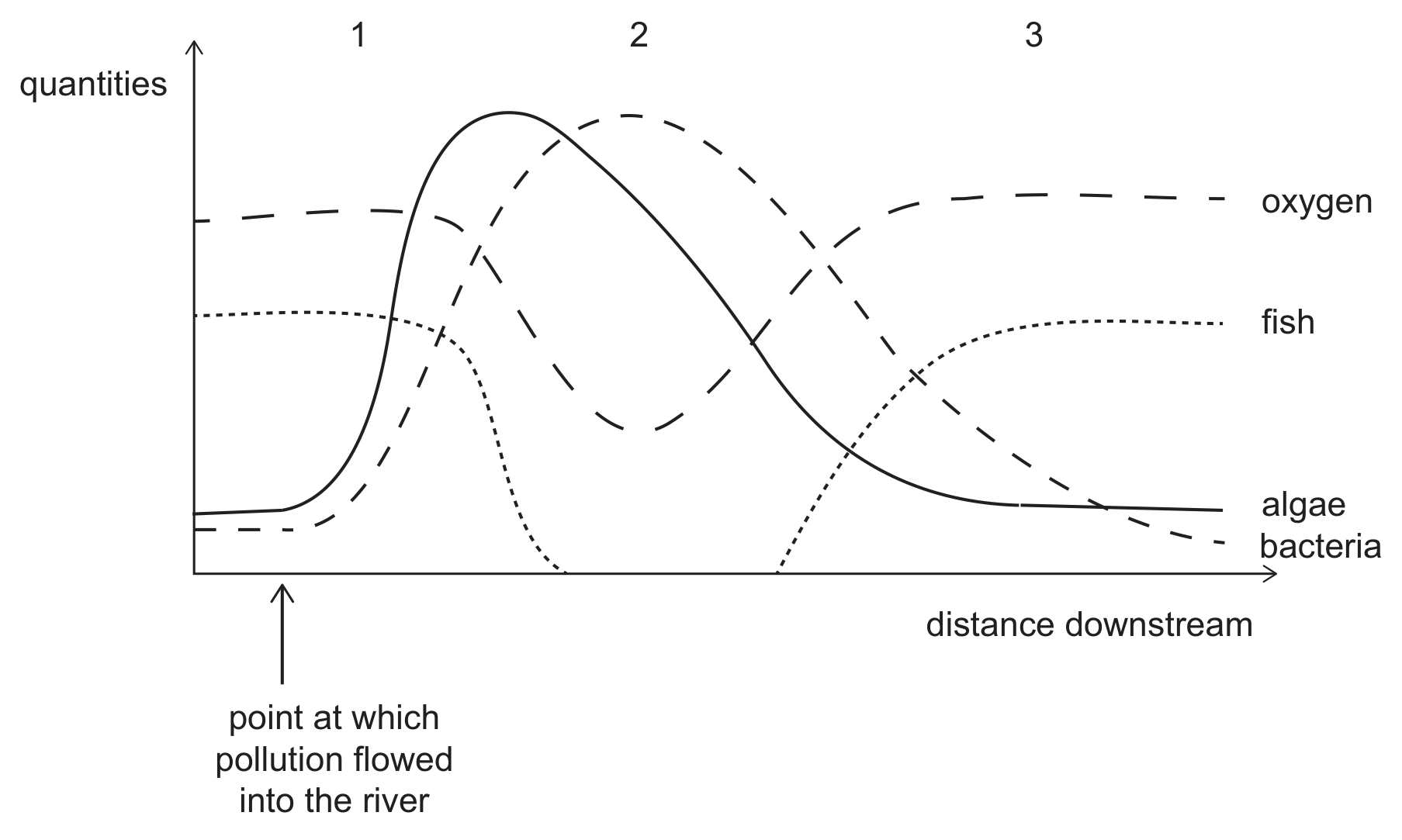A graph of quantities (y-axis) against distance downstream (x-axis), with an arrow below the axis marking the point at which pollution flowed into the river, and the positions 1, 2 and 3 marked along the top from left to right. Oxygen (long dashes) stays high past position 1, falls to a minimum at position 2 and recovers to a high plateau by position 3. Fish (dotted) stay at their original level past position 1, fall to zero before position 2 and return to a plateau by position 3. Algae (solid) rise steeply just after the pollution point to a peak between 1 and 2, then fall to a low level. Bacteria (short dashes) rise after the pollution point to a peak at position 2, then fall to a low level at the right.