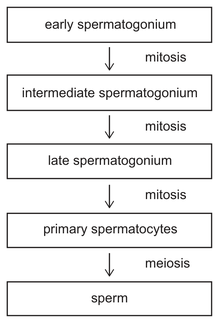 A flow chart of five boxes joined by downward arrows: early spermatogonium, then (mitosis) intermediate spermatogonium, then (mitosis) late spermatogonium, then (mitosis) primary spermatocytes, then (meiosis) sperm.