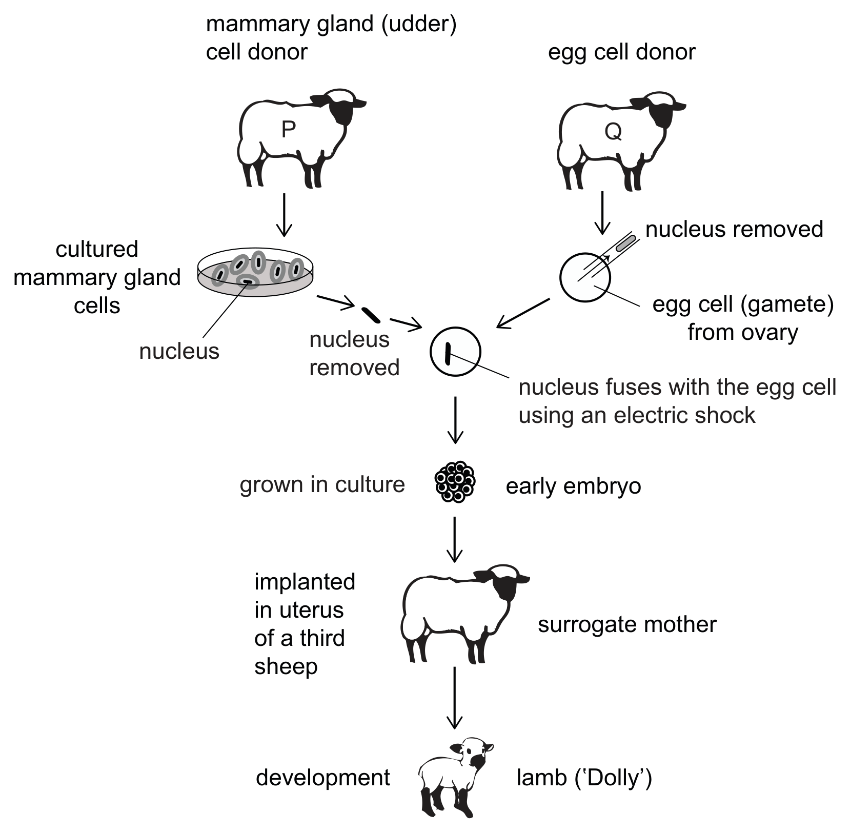 A flow diagram. Sheep P, the mammary gland (udder) cell donor, provides cultured mammary gland cells from which a nucleus is removed. Sheep Q, the egg cell donor, provides an egg cell (gamete) from the ovary whose nucleus is removed. The body-cell nucleus fuses with the egg cell using an electric shock; the cell is grown in culture into an early embryo, which is implanted in the uterus of a third sheep, the surrogate mother, and develops into the lamb Dolly.