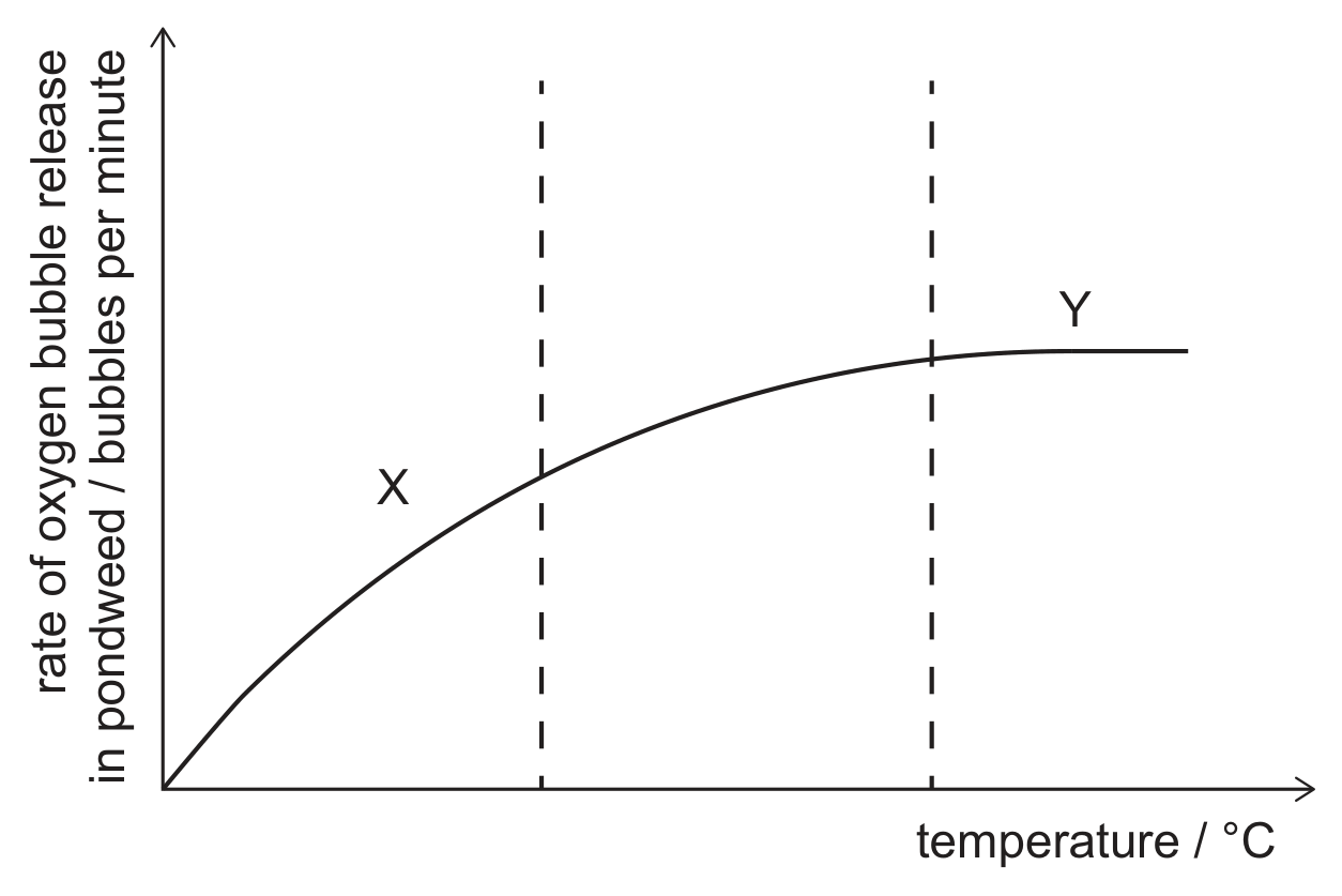 A graph of rate of oxygen bubble release in pondweed, in bubbles per minute, against temperature in degrees C, with no scale values. The curve rises from the origin, steeply at first then more slowly, through the region labelled X, and becomes a horizontal plateau in the region labelled Y. Two vertical dashed lines divide the graph into the rising region, a transition region and the plateau.