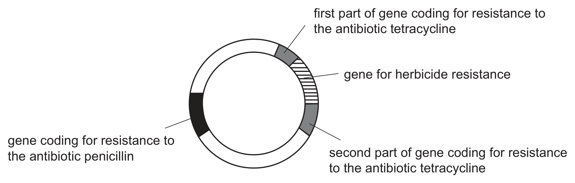 A circular plasmid drawn as a ring. A black segment on the left is labelled gene coding for resistance to the antibiotic penicillin. On the right, a grey segment labelled first part of gene coding for resistance to the antibiotic tetracycline is followed by a striped segment labelled gene for herbicide resistance, which is followed by another grey segment labelled second part of gene coding for resistance to the antibiotic tetracycline.