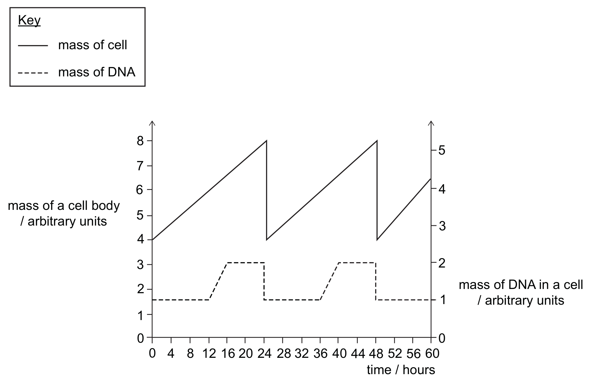 A key (solid line: mass of cell; dashed line: mass of DNA) and a graph against time in hours from 0 to 60. The left-hand axis, mass of a cell body in arbitrary units from 0 to 8, applies to the solid line, which rises steadily from 4 at 0 hours to 8 at 24 hours, drops instantly to 4, rises to 8 at 48 hours, drops to 4 and rises again. The right-hand axis, mass of DNA in a cell in arbitrary units from 0 to 5, applies to the dashed line, which stays at 1 from 0 to 12 hours, rises to 2 between 12 and 16 hours, stays at 2 until 24 hours, drops to 1, stays at 1 until 36 hours, rises to 2 between 36 and 40 hours, stays at 2 until 48 hours and drops to 1.