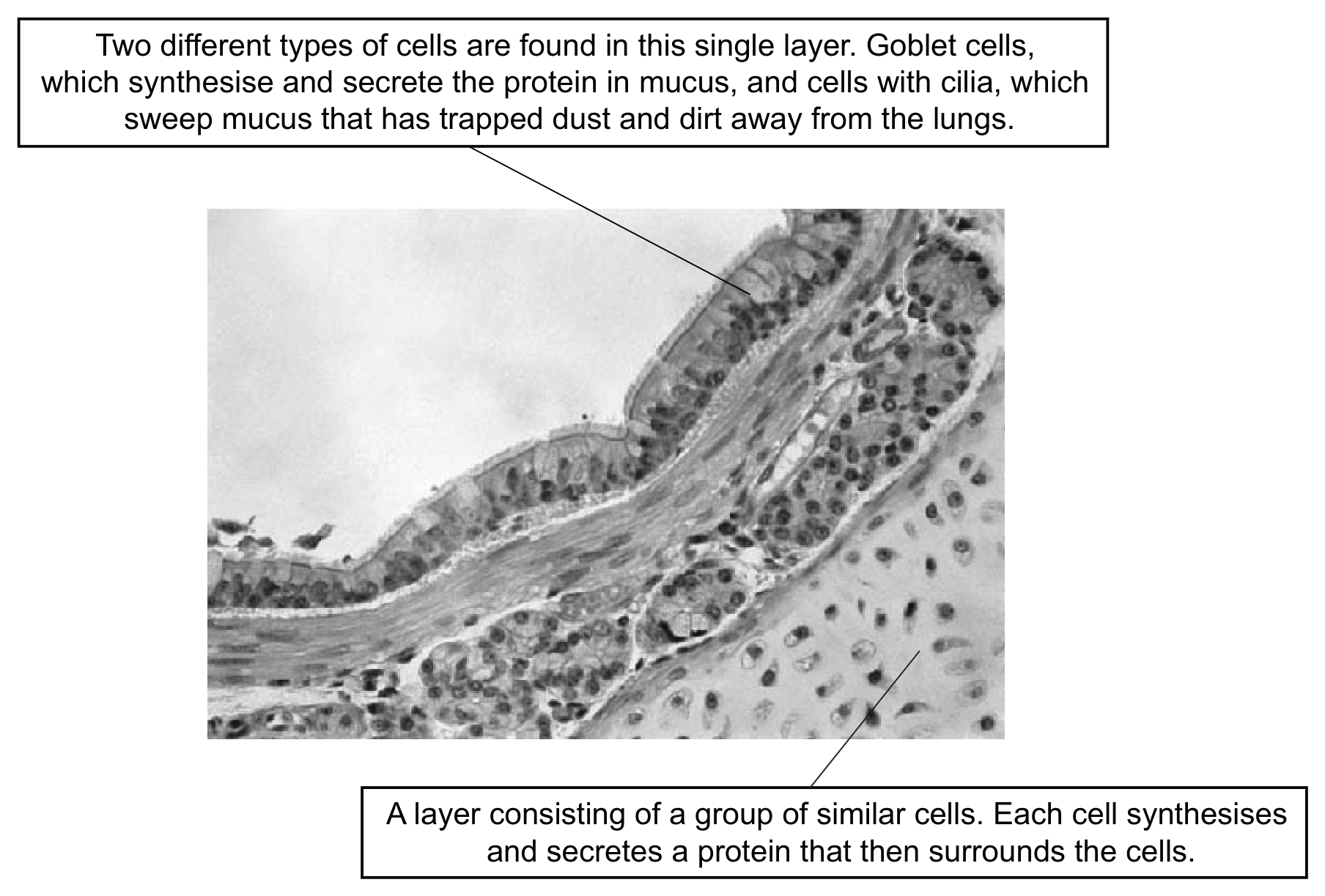 A photomicrograph of a section through the wall of a bronchus, with two annotation boxes. A box above, joined by a line to the surface layer of the tissue, reads: two different types of cells are found in this single layer, goblet cells, which synthesise and secrete the protein in mucus, and cells with cilia, which sweep mucus that has trapped dust and dirt away from the lungs. A box below, joined by a line to a paler region of rounded cells at the lower right of the picture, reads: a layer consisting of a group of similar cells, each cell synthesises and secretes a protein that then surrounds the cells.