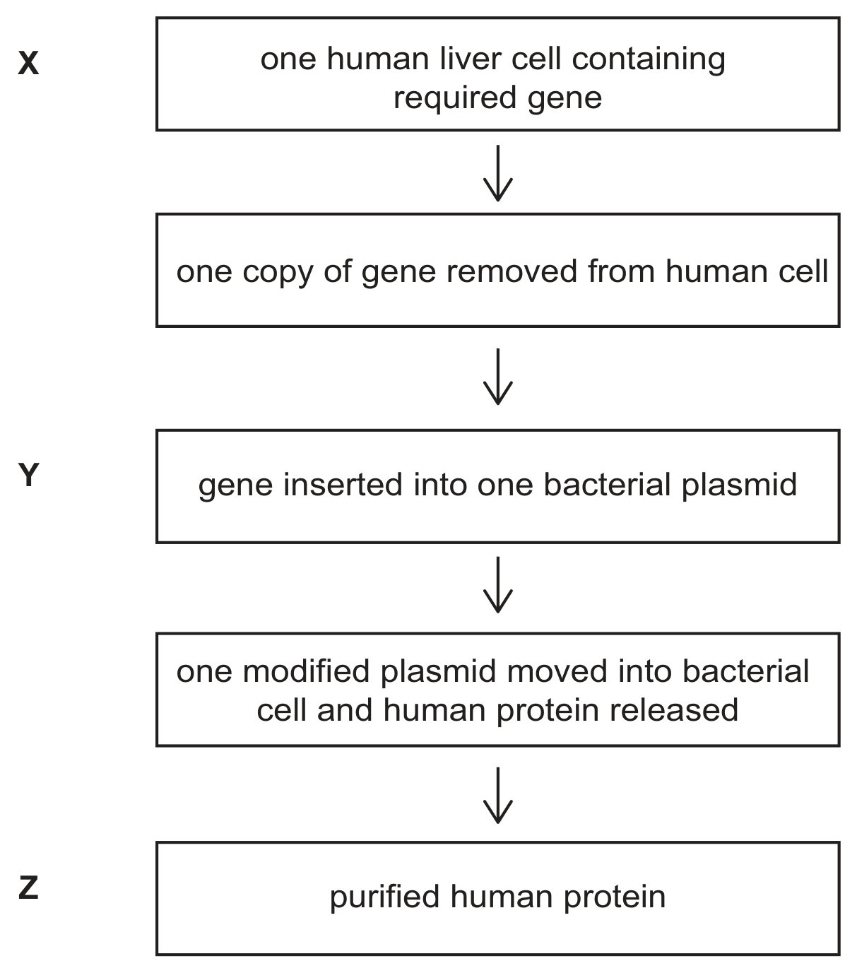 A flow chart of five boxes joined by downward arrows: one human liver cell containing required gene (labelled X at the left), then one copy of gene removed from human cell, then gene inserted into one bacterial plasmid (labelled Y), then one modified plasmid moved into bacterial cell and human protein released, then purified human protein (labelled Z).