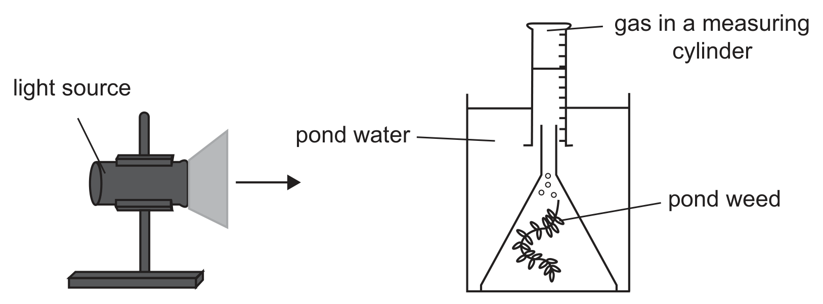 A lamp on a stand, labelled light source, shines towards a beaker of pond water in which a conical flask containing pond weed stands upside down under an inverted measuring cylinder; small bubbles rise from the weed and gas collects at the top of the measuring cylinder, labelled gas in a measuring cylinder.