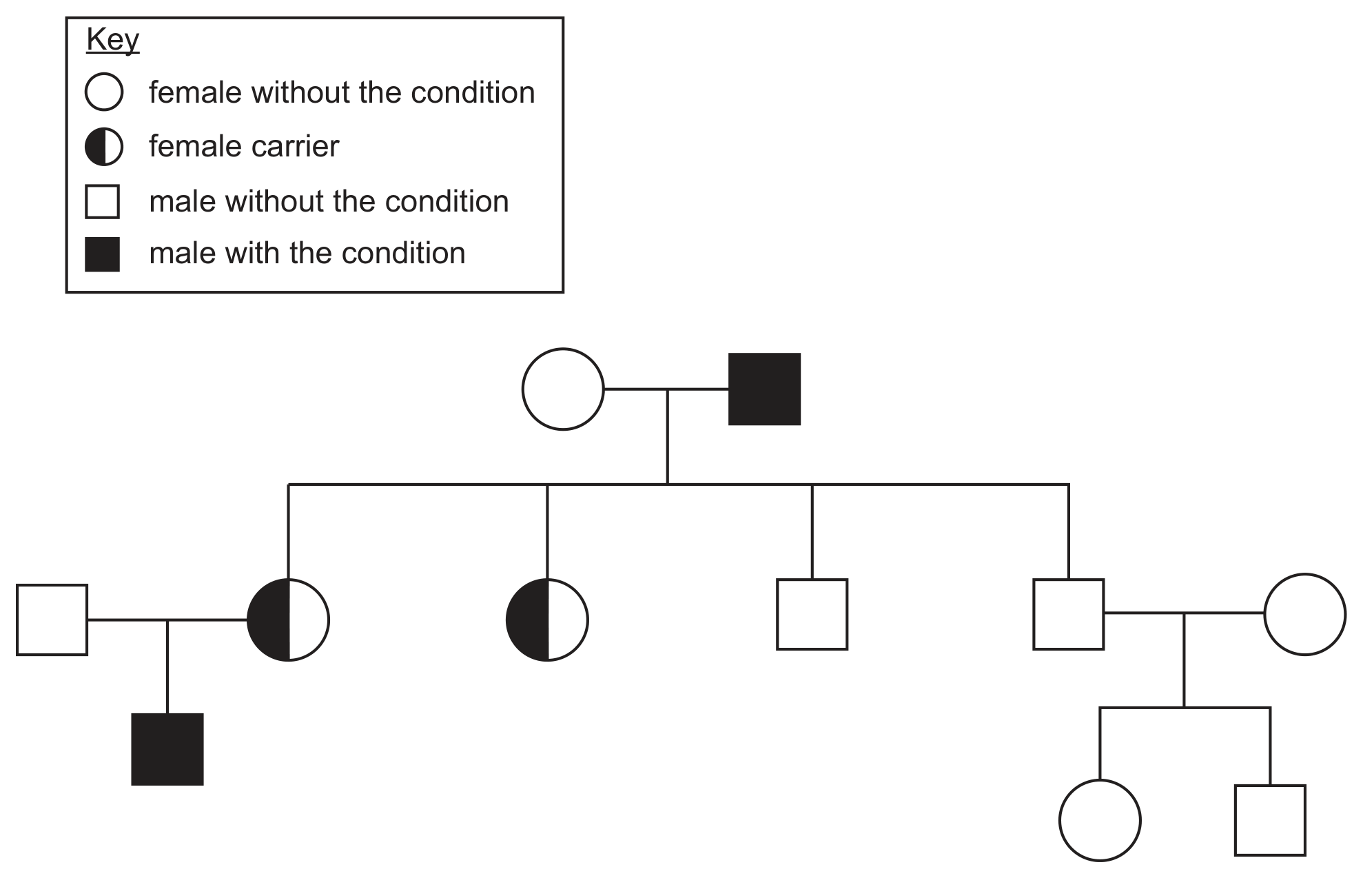 A family tree with a key: open circle female without the condition, half-filled circle female carrier, open square male without the condition, filled square male with the condition. At the top an open circle is joined to a filled square; they have four children: a half-filled circle (joined to an open square, with a filled-square son), a half-filled circle, an open square, and an open square joined to an open circle with two children, an open circle and an open square.