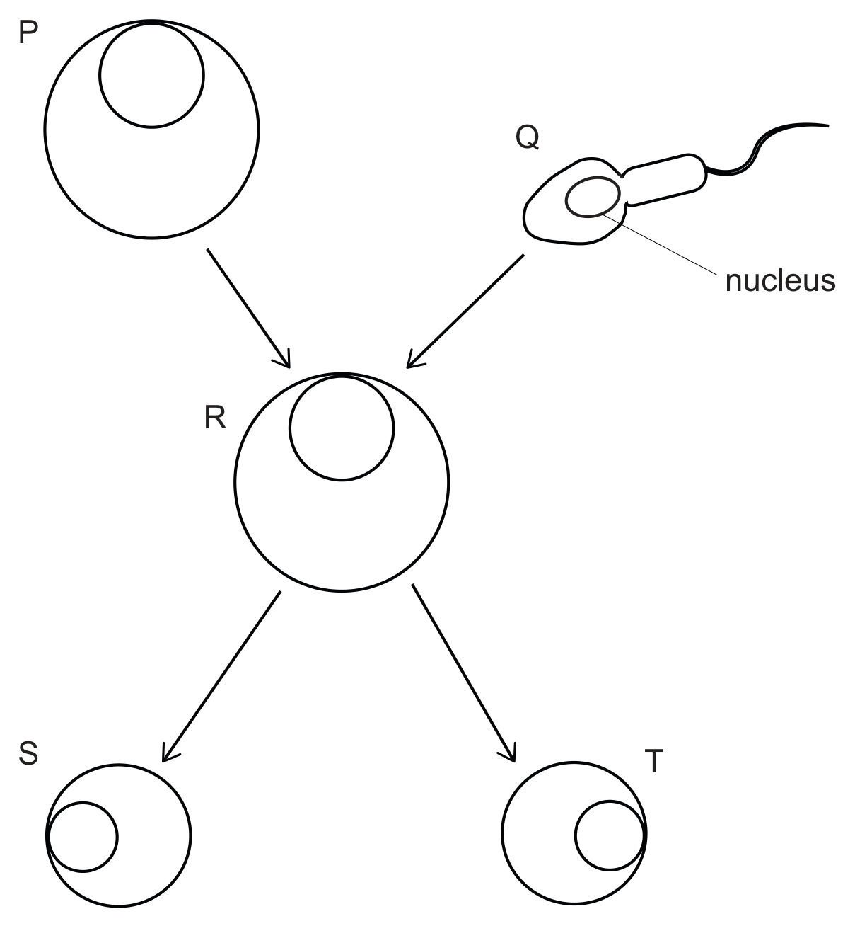 A large round cell P (an egg) at the top left and a sperm cell Q with a tail at the top right, its nucleus labelled, with arrows from both to a round cell R in the middle; two arrows lead down from R to two smaller round cells S and T.