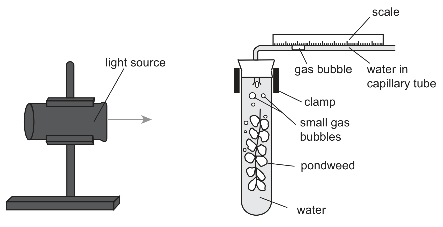 A lamp on a stand, labelled light source, shines to the right towards a test tube of water held in a clamp and containing pondweed from which small gas bubbles rise. A capillary tube from the top of the test tube bends to the right and runs along a scale; a gas bubble is marked in the water in the capillary tube.