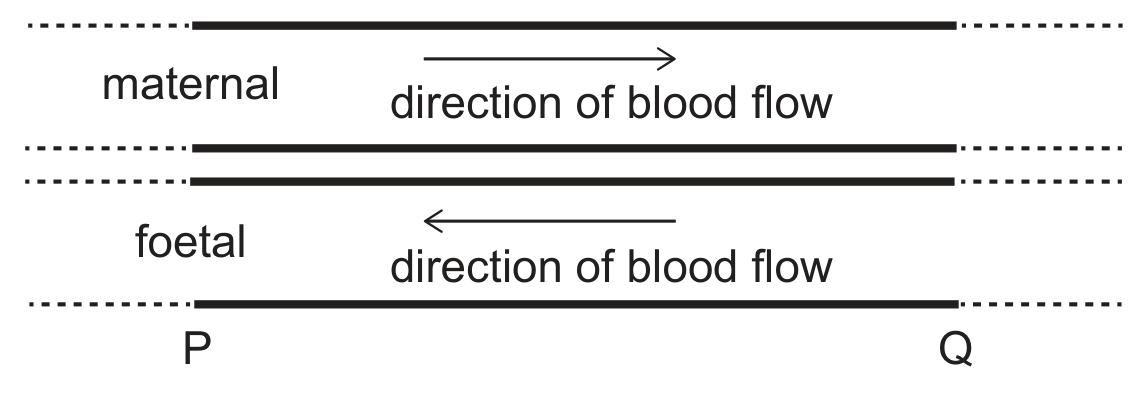 Two horizontal channels between the points P (left) and Q (right): the upper channel, labelled maternal, has an arrow showing the direction of blood flow from P towards Q; the lower channel, labelled foetal, has an arrow showing the direction of blood flow from Q towards P.