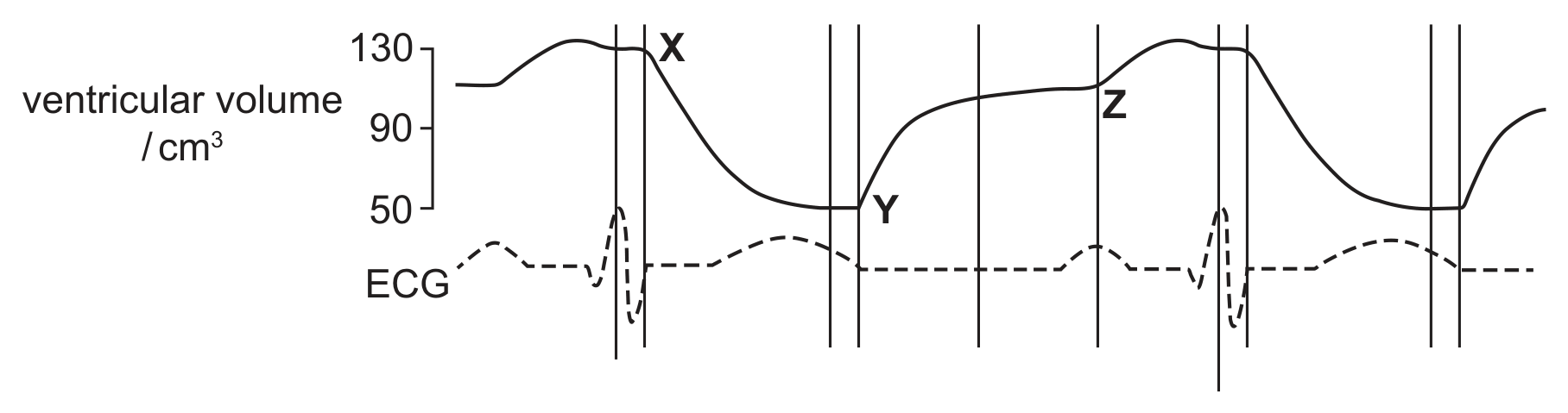 Two traces against time for two heart beats. The upper trace is ventricular volume in cubic centimetres (axis marked 50, 90, 130): it starts near 110, rises to 130, falls steeply at the point labelled X to 50, stays at 50 until the point labelled Y, rises quickly then slowly to about 110 at the point labelled Z, rises to 130 and repeats. The lower dashed trace is the ECG, with a small hump, a large sharp spike aligned with the start of the fall at X, and a broad hump, repeated for the second beat. Vertical lines mark the phases.