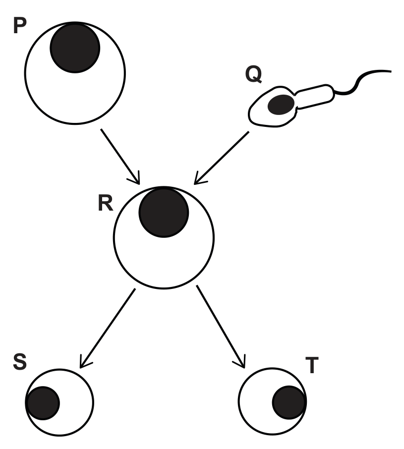 A large round cell P (an egg) with a dark nucleus at the top left and a sperm cell Q with a tail at the top right; arrows from both lead to a round cell R in the middle, and two arrows lead down from R to two smaller round cells S and T.