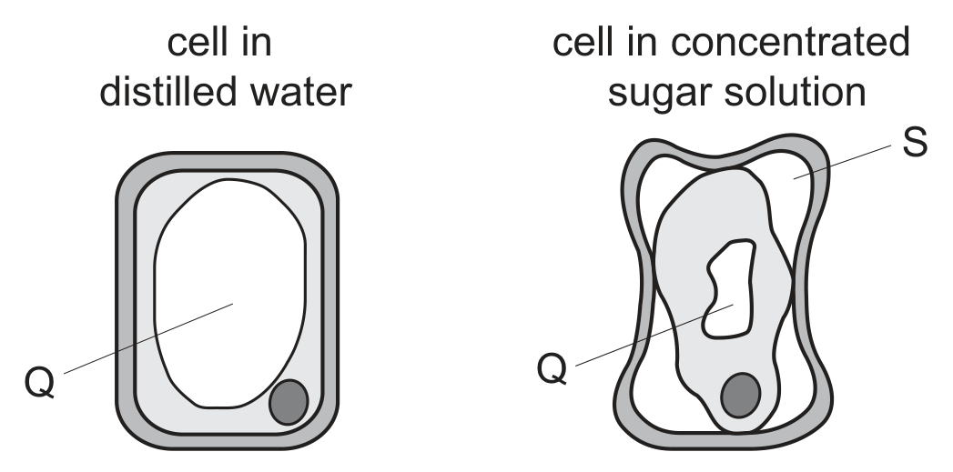 Two plant cells side by side. The cell in distilled water (left) is swollen and rectangular, its cytoplasm pressed against the cell wall, with a large central vacuole labelled Q and a nucleus at the lower right. The cell in concentrated sugar solution (right) has its cytoplasm shrunk away from the cell wall into an irregular shape, with a small vacuole labelled Q, a nucleus, and the gap between the cell wall and the cytoplasm labelled S.