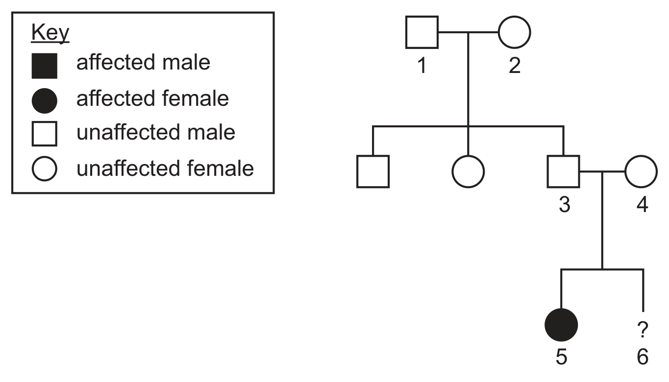 A pedigree with a key: filled square affected male, filled circle affected female, open square unaffected male, open circle unaffected female. Individuals 1 (unaffected male) and 2 (unaffected female) have three children: an unaffected male, an unaffected female and an unaffected male labelled 3, who is joined to an unaffected female labelled 4. Individuals 3 and 4 have two children: an affected female labelled 5 and an individual labelled 6 shown as a question mark.
