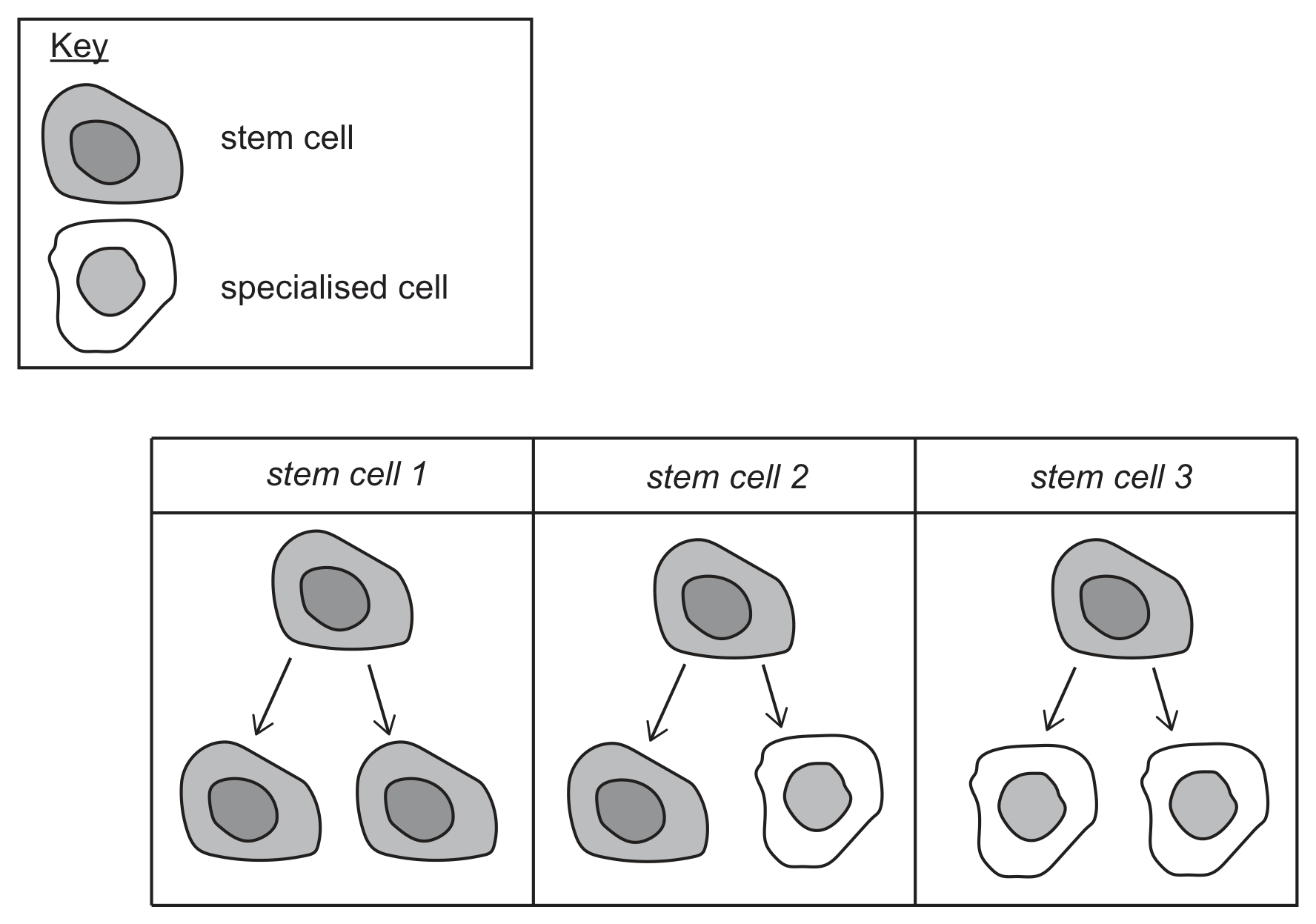 A key (a shaded cell with a dark nucleus is a stem cell, an unshaded cell is a specialised cell) and a table of three columns. Stem cell 1 divides into two stem cells. Stem cell 2 divides into one stem cell and one specialised cell. Stem cell 3 divides into two specialised cells.