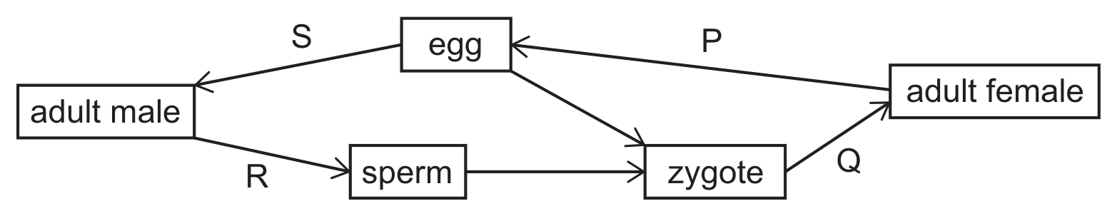 A life cycle of boxes joined by arrows. Arrow P leads from adult female to egg; arrow S leads from egg to adult male; arrow R leads from adult male to sperm; an arrow leads from sperm to zygote and another from egg to zygote; arrow Q leads from zygote to adult female.